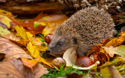 Der Igel ist gefährdet! – gemeinsam Helfen!